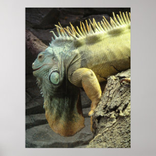 Grosser Iguana sp. Poster