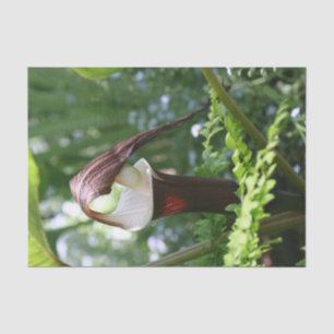 Grosser Jack in der Pulpit-Blume Nah auf Decoupage Seidenpapier