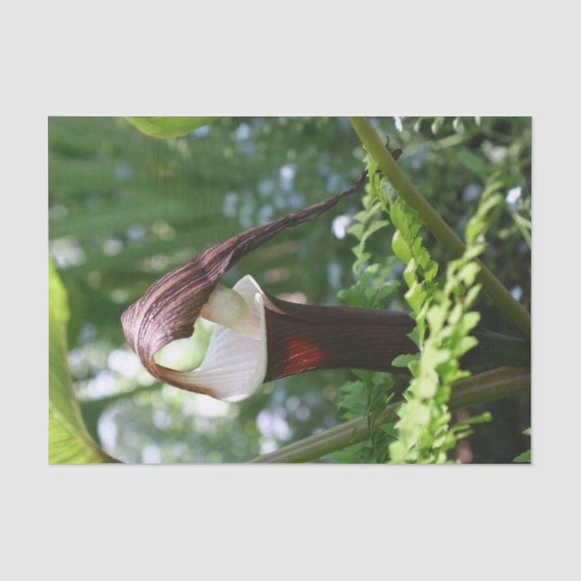 Grosser Jack in der Pulpit-Blume Nah auf Decoupage Seidenpapier (Vorderseite)