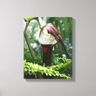 Großer Jack in der Pulpit-Blume Nah Leinwanddruck