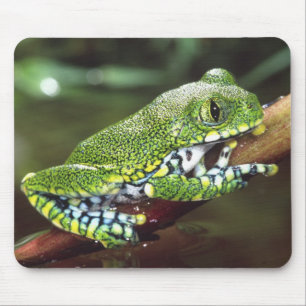 Großer Laubfrosch, Leptopelis vermiculatus, Mousepad