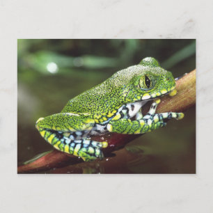 Großer Laubfrosch, Leptopelis vermiculatus, Postkarte
