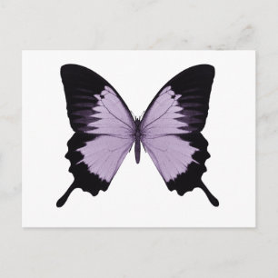 Großer lila und schwarzer Schmetterling Postkarte