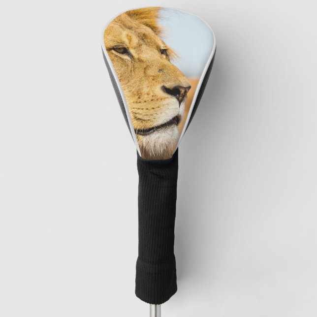 Großer Löwe, der weit weg schaut Golf Headcover (Vorderseite)