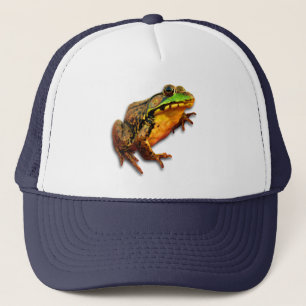 Großer Ochsenfrosch-großer Frosch mit Haltung Truckerkappe