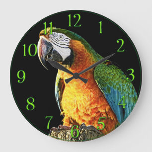 Großer orange und aquamariner Papagei auf einem Große Wanduhr
