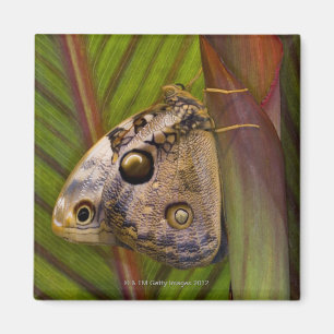 Großer Owlet Schmetterling (Opsiphanes tamarindi) Magnet