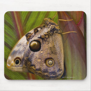Großer Owlet Schmetterling (Opsiphanes tamarindi) Mousepad