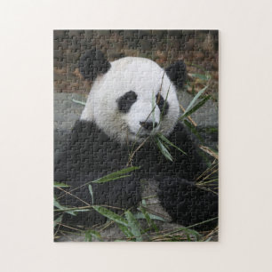 Großer Panda