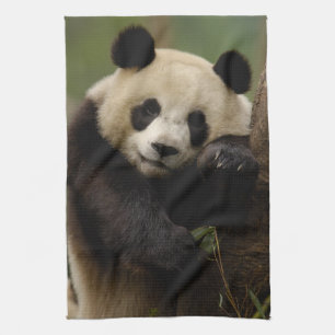 Großer Panda Ailuropoda melanoleuca) Familie Handtuch
