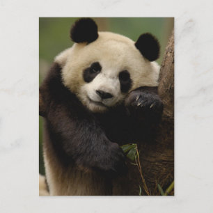 Großer Panda Ailuropoda melanoleuca) Familie Postkarte