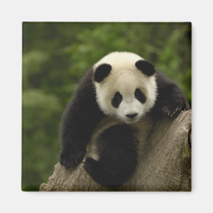 Großer Panda-Baby Magnet