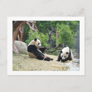 Großer Panda,Bambus Postkarte