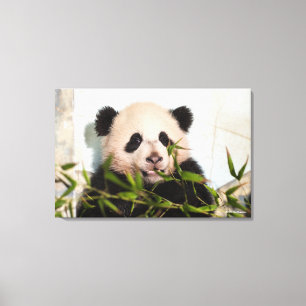 Großer Panda, der an der Wand sich lehnt Leinwanddruck