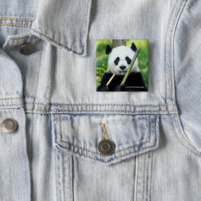Großer Panda, der Bambus hält Button (Beispiel)