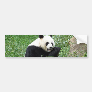Großer Panda, der Bambus isst Autoaufkleber