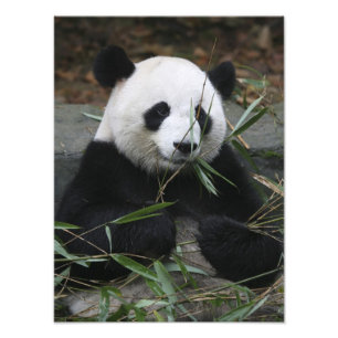 Großer Panda Fotodruck