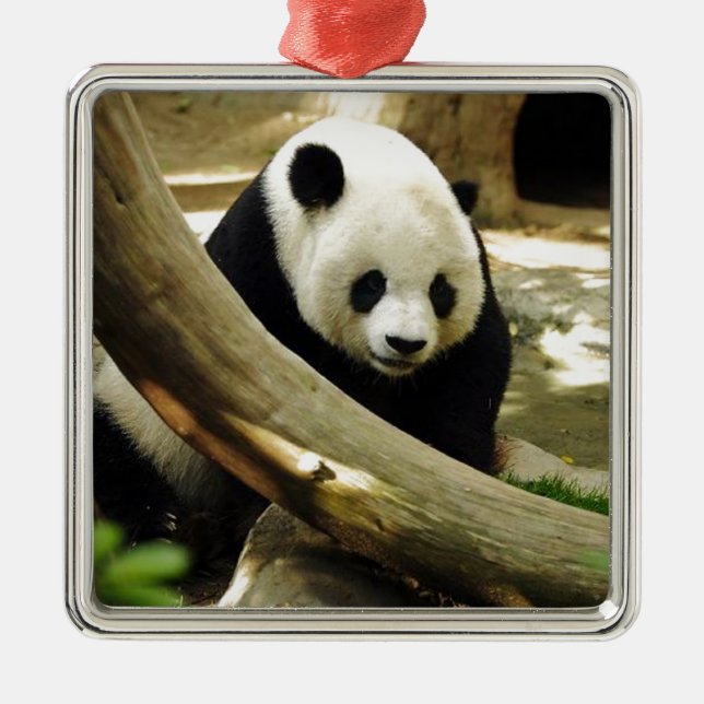 Großer Panda Gao Gao am San Diego Zoo Silbernes Ornament (Vorne)