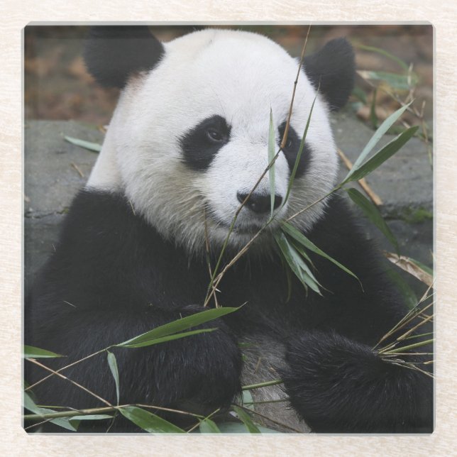 Großer Panda Glasuntersetzer (Vorderseite)