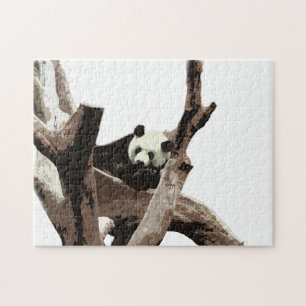 Großer Panda in einer Wildtierzoo-Fotografie.