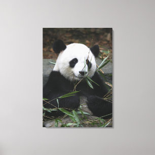 Großer Panda Leinwanddruck