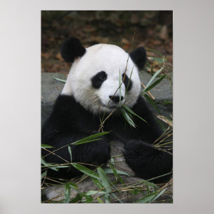 Großer Panda Poster