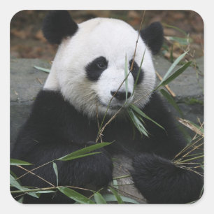 Großer Panda Quadratischer Aufkleber