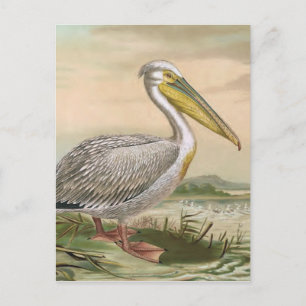 Grosser Rosa Pelikan Vintage Vogelillustration Postkarte