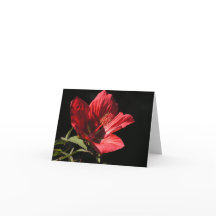 Großer Roter Hibiskus (Hibiskus coccineus)