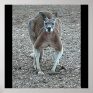 Großer roter Känguru-Druck Poster