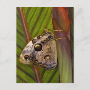 Großer Schmetterling (Opsiphanes tamarindi) Postkarte