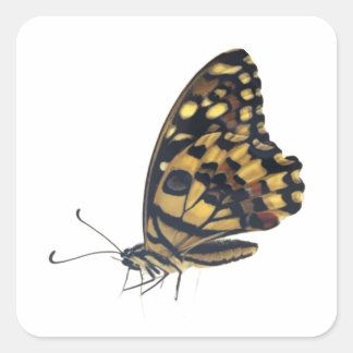 Großer Schmetterling, Quadratischer Aufkleber