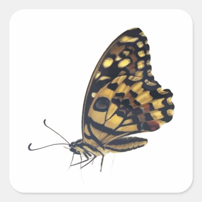 Großer Schmetterling, Quadratischer Aufkleber (Vorderseite)