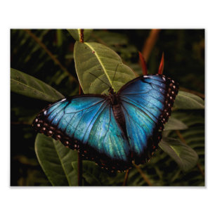 Großer, schöner, blauer Schmetterling Fotodruck