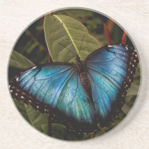 Großer, schöner, blauer Schmetterling Getränkeuntersetzer