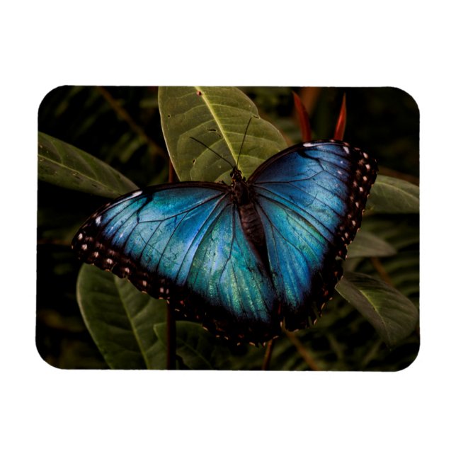 Großer, schöner, blauer Schmetterling Magnet (Horizontal)