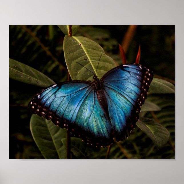 Großer, schöner, blauer Schmetterling Poster (Vorne)