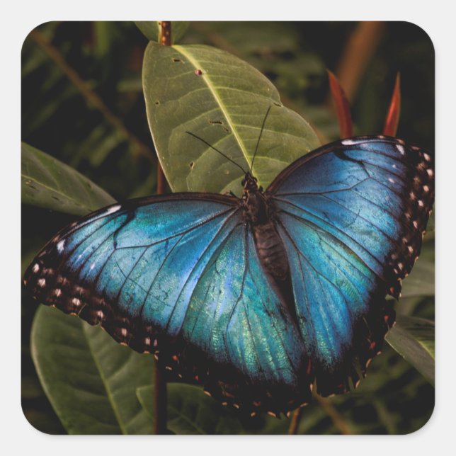 Großer, schöner, blauer Schmetterling Quadratischer Aufkleber (Vorderseite)