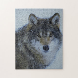 Großer schöner grauer Wolf in freier Wildbahn 