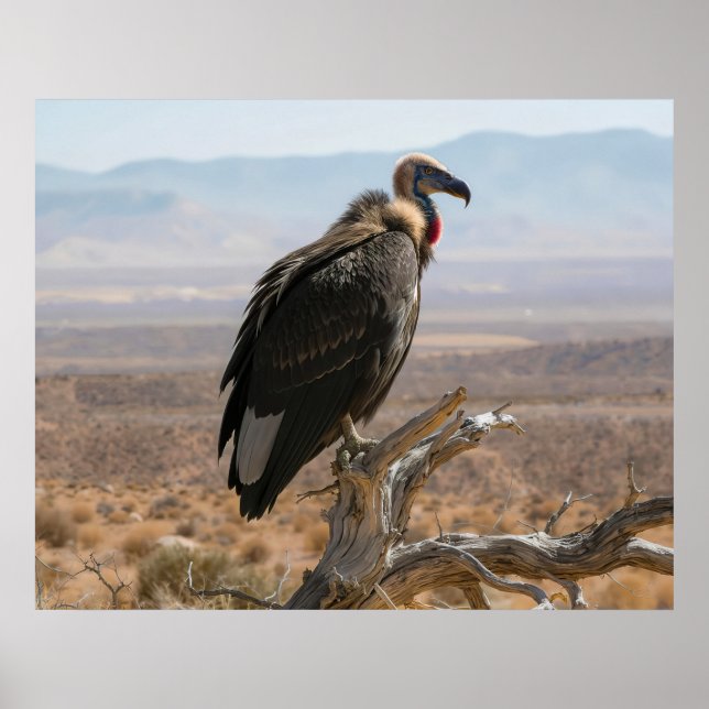 Großer schöner Vogel Poster (Vorne)