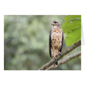 Großer schwarzer Falke
