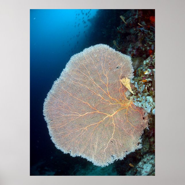Großer Seefan in Siquijor Poster (Vorne)