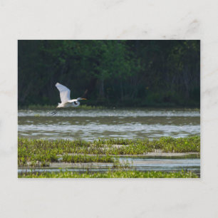 Großer Silberreiher im Flug Postkarte