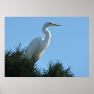 Großer Silberreiher im sonnigen Florida Poster