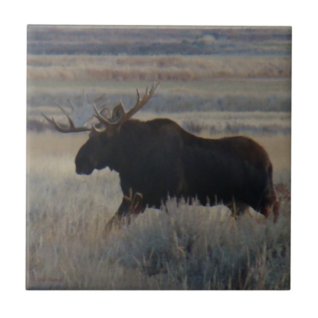 Großer Stier Elche M2 Stier Fliese (Vorderseite)