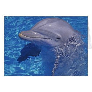 Großer Tümmler, Tursiops Truncatus