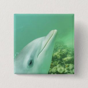 Großer Tümmler Tursiops truncatus Button