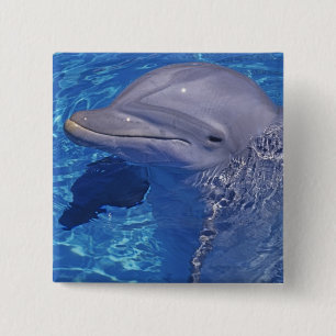 Großer Tümmler, Tursiops Truncatus Button