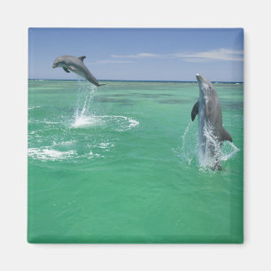 Großer Tümmler Tursiops truncatus Magnet