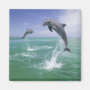 Großer Tümmler Tursiops truncatus Magnet